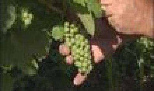 Flémalle : vignoble